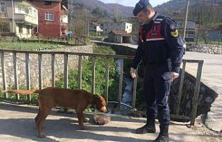 Jandarma sokak hayvanlarını unutmadı