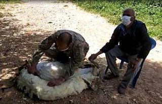 Jandarma yaşlı adamın koyunlarını kırktı
