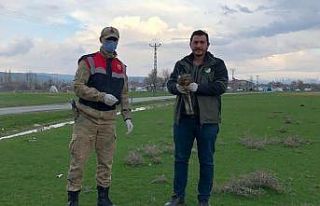 Jandarmanın yaralı halde bulduğu kızıl şahin...