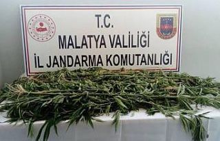 Kaçak kenevir ele geçirildi