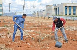 KAEÜ merkez yerleşkesi meyve ağaçları ile yeşillendiriliyor