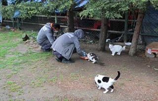 Kağıthane’de sokak hayvanları unutulmadı