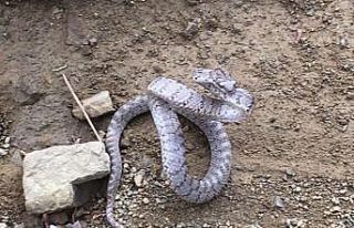 Kahramanmaraş’ta ilk kez kedi gözlü yılan görüntülendi