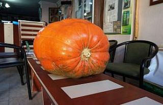 Kaliforniya’nın devasa bal kabakları Sarıgöl’de...