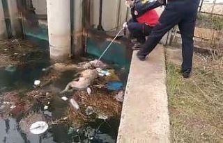Kanaldaki köpek boğulan arkadaşını kurtarmaya...