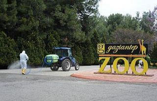 Kaplan Nadia korona virüs oldu, Gaziantep Hayvanat...