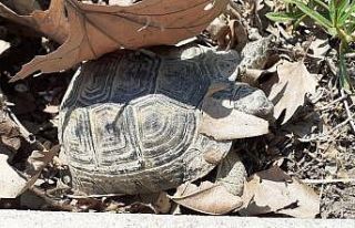 Kaplumbağalar kış uykusundan uyandı