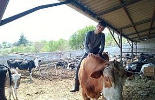 Karamanlı genç boğaya binerek rodeo yaptı