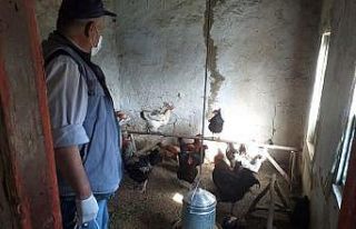 Karantina altındaki köydeki tavukları ve köpeği...