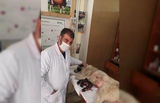 Karantinada olan sürü sahibinin köpeği sezeryanla...