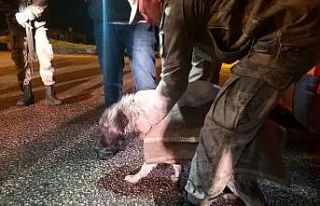 Kars’ta mahsur kalan köpekler kurtarıldı