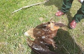 Kars’ta Şahinlerin ölüm nedenleri araştırılıyor