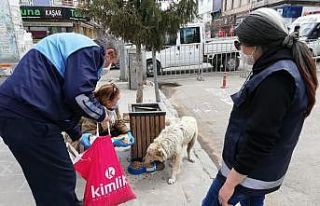 Kars’ta Sokak hayvanlarına yiyecek bırakılıyor