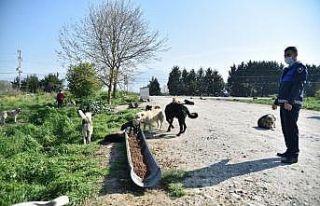 Kartepe’nin sokak hayvanları yalnız kalmadı