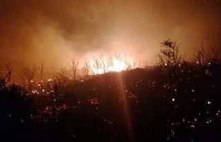 Kaş’ta zeytinlik ve makilik alan yangını