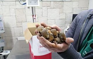 Kastamonu’da çalışan orman işçileri sincap...
