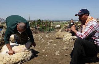 Kaval eşliğinde koyunlarını kırktılar