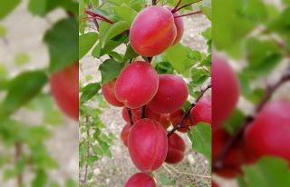 Kayısıda sezon heyecanı