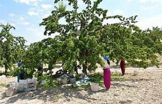 Kayısılarda görülen çil hastalığına dikkat