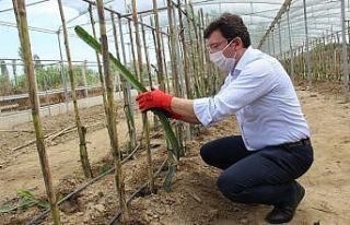 Kaymakam Şahin, hayalini toprakla buluşturdu