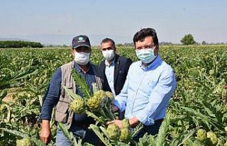 Kaymakam Şahin, üreticileri tarlada ziyaret etti