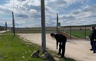 Kaymakam sokak hayvanlarını besledi