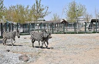 Kayseri Hayvanat Bahçesi’nde yeni zebra dünyaya...