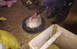 Kaz üreticiliği her geçen gün artıyor