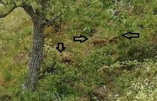 Kazdağları’ında yaban domuzları hızla çoğalıyor