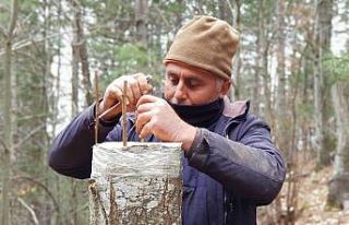 Kazdağları’nda kestane üretimi artacak