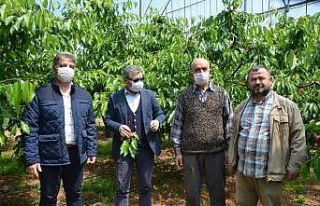 Kemalpaşa’nın meşhur kirazına sayılı günler...
