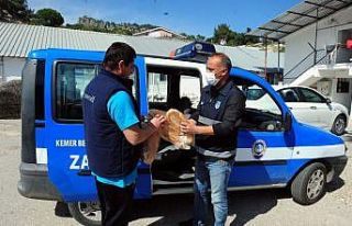 Kemer’de ekmek dağıtımı devam ediyor