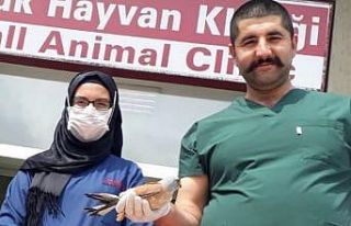 Kerkenez kuşunun tedavisi yapıldı, doğaya bırakıldı
