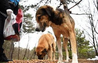 Kestel’de sokak hayvanları için 1 ton mama dağıtıldı