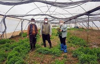 Kilis’te tarımsal üretim devam ediyor