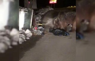 Kış uykusundan uyanan ayılar şaşkın