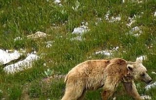 Kış uykusundan uyanan boz ayı yiyecek ararken görüntülendi