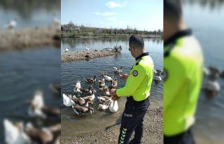 Kızılırmak nehrinde aç kalan kazları polis besledi