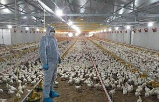 Kocaeli’de korona virüs tarım ve hayvancılıkta...