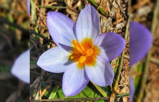 Kocaeli’de yeni bitki türü keşfedildi
