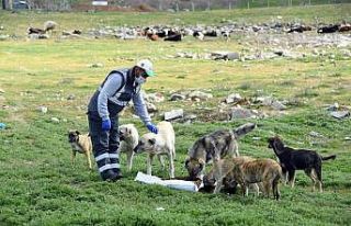 Konya Büyükşehir sokak hayvanları için yemek...