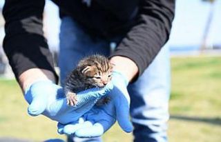 Konyaaltı Belediyesi’nden yavru kediye yardım...