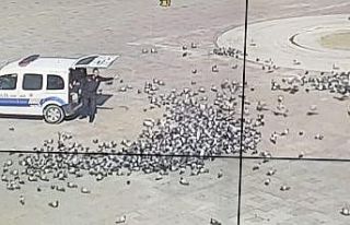 Konya’da aç kalan güvercinleri polis besledi