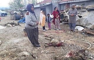 Konya’da ağıla giren kurtlar 20 koyunu telef etti