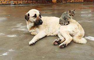 Köpek ve kedinin kıskandıran dostluğu