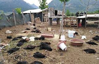 Köpekler, 120 tavuğu telef etti