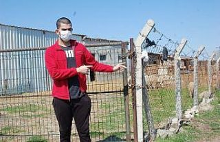 Köpekleri kemikle besleyip, 20 koyunu çaldılar