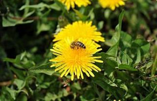 Korona döneminde Eskişehir’den bahar manzaraları