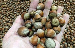 Korona Türk fındığına yaradı