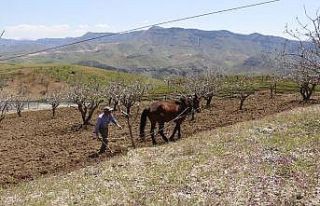 Korona virüs bağ sahiplerini vurdu